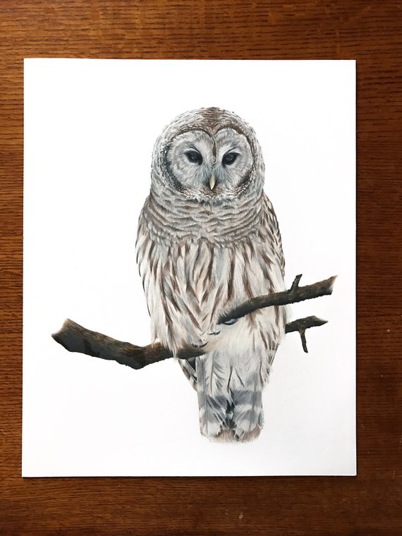 570x760 original barred owl drawing etsy - Barred Owl Drawing