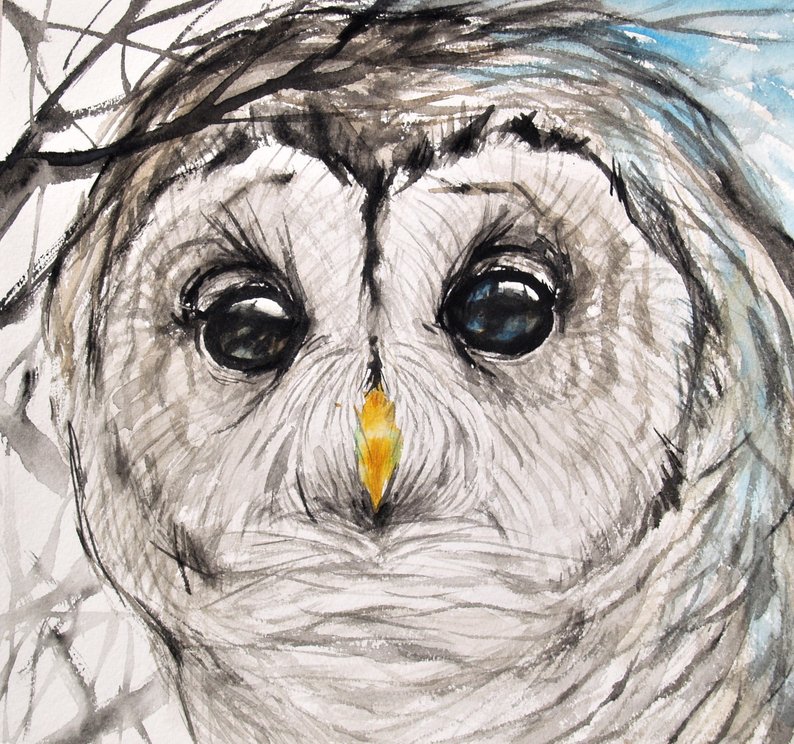 794x744 owl drawing original artwork barred owl bird art animal etsy - Barred Owl Drawing