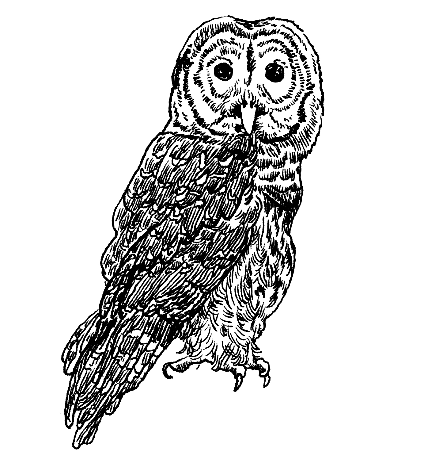 1384x1497 the barred owl audubon - Barred Owl Drawing
