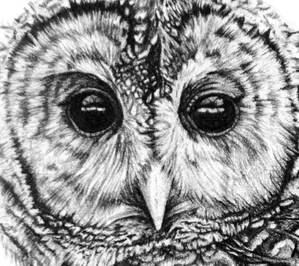 Barred Owl Drawing at PaintingValley.com | Explore collection of Barred ...