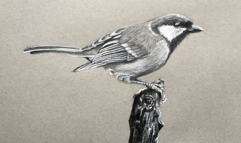 800x476 Draw A Realistic Bird With Graphite And Charcoal Pencil - Basic Bird Drawing