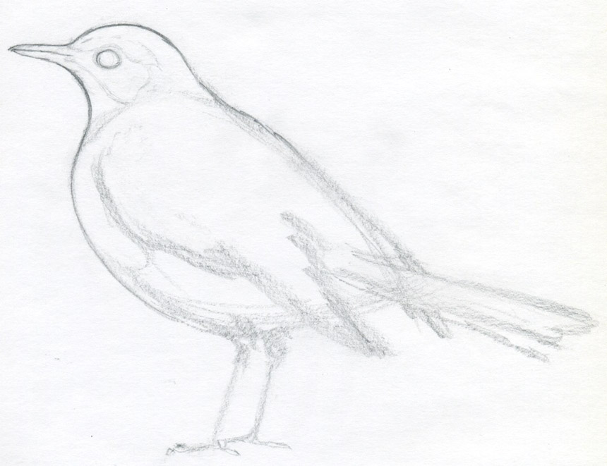 860x661 How To Draw A Bird And What You Need To Know - Basic Bird Drawing