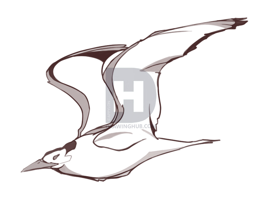 845x646 How To Draw Flying Birds, Step - Basic Bird Drawing