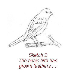 216x268 Learn To Draw Whatever You Want - Basic Bird Drawing