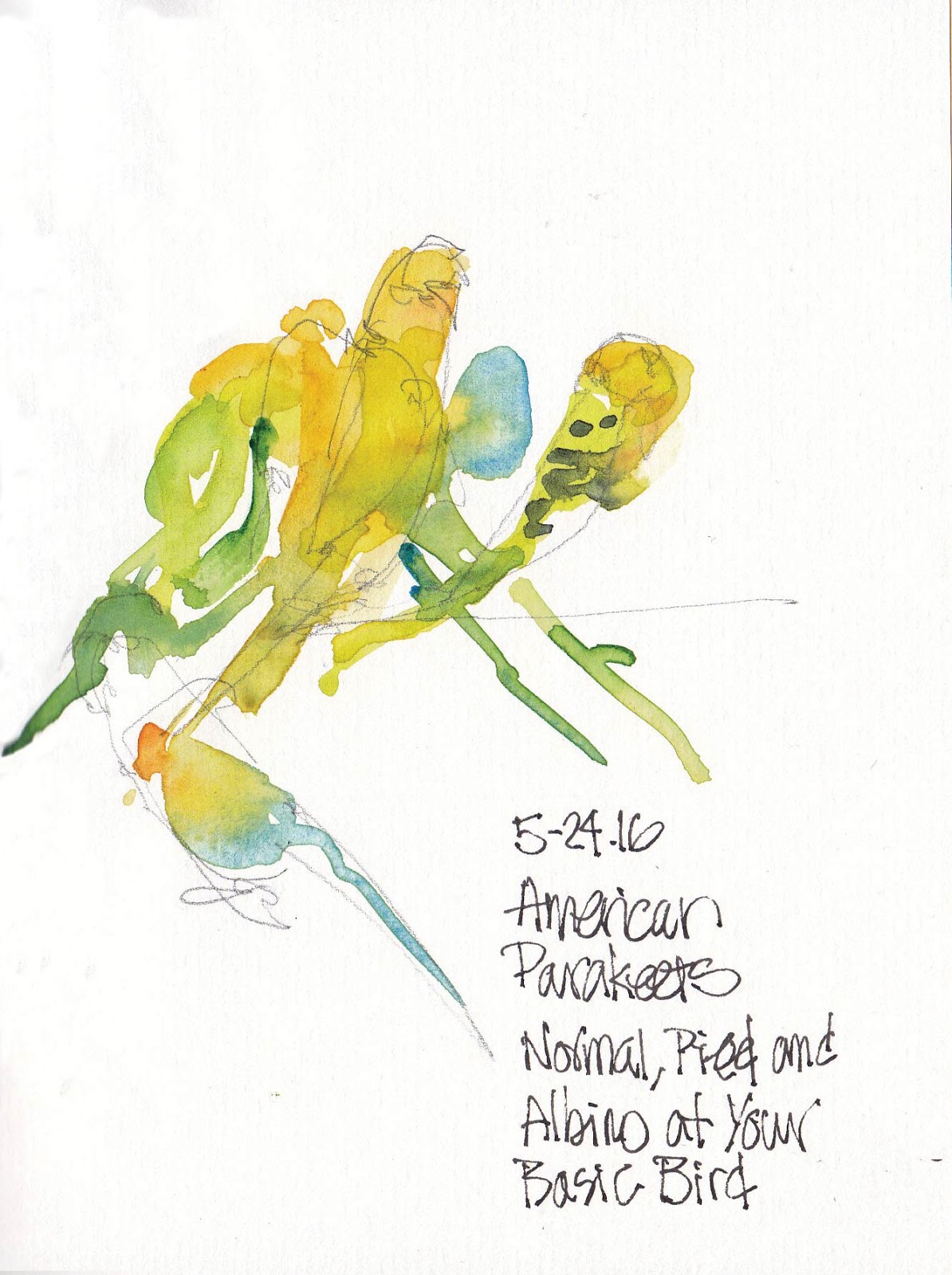 1194x1600 urban sketchers s f bay area more of your basic bird - Basic Bird Drawing
