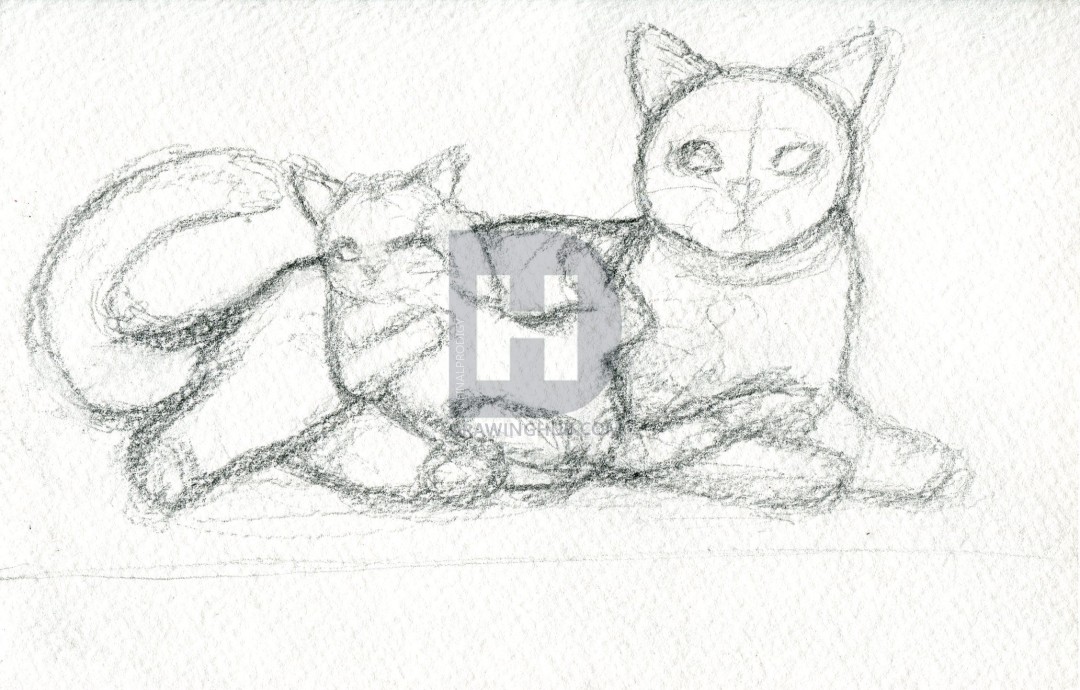 1080x690 how to draw realistic cats, draw real cats, step - Basic Cat Drawing