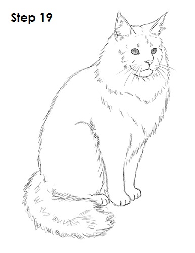 386x500 How To Draw A Maine Coon Cat - Basic Cat Drawing