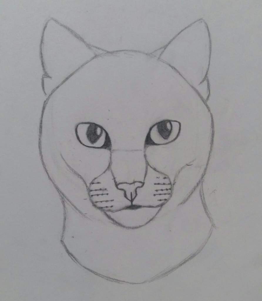 892x1024 How To Draw A Cat - Basic Cat Drawing
