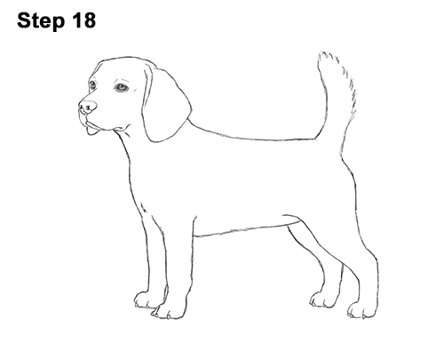 500x386 how to draw a beagle - Basic Dog Drawing
