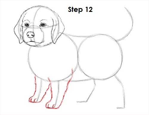 500x386 How To Draw A Puppy - Basic Dog Drawing