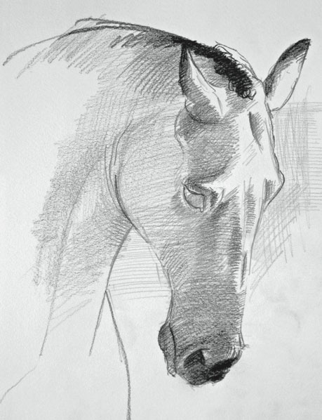 459x598 Drawing Horses, Draw A Horse's Face In Steps - Basic Drawing