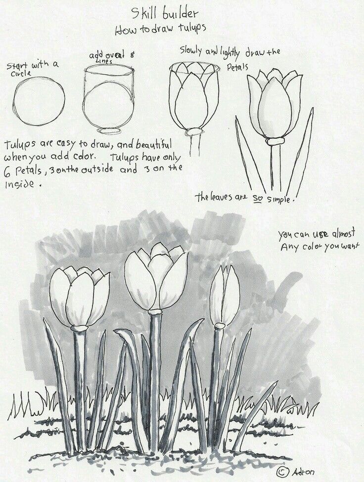736x976 Draw Tulips Learn To Draw Drawings, Tulip Drawing, Beginner - Basic Drawing Tutorial