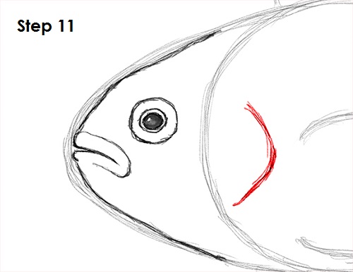 500x386 How To Draw A Clownfish - Basic Fish Drawing