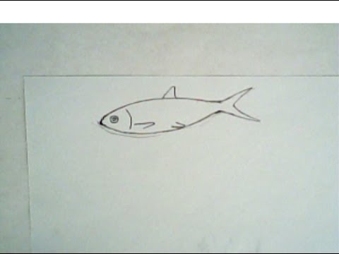 480x360 How To Draw A Fish - Basic Fish Drawing