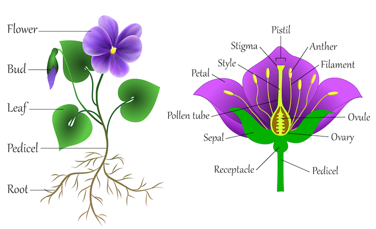 750x458 Get Creative And Learn How To Draw A Flower Step - Basic Flower Drawing
