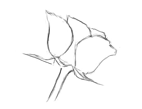 497x383 Huge Collection Of 'basic Flower Drawing' Download More Than - Basic Flower Drawing