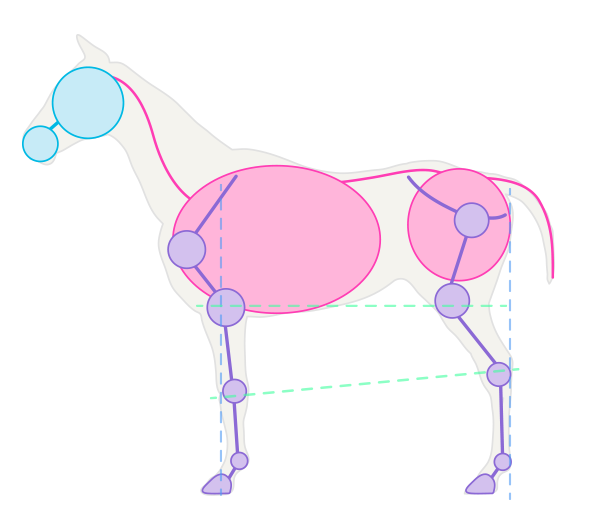 600x527 How To Draw Animals Horses, Their Anatomy And Poses - Basic Horse Drawing