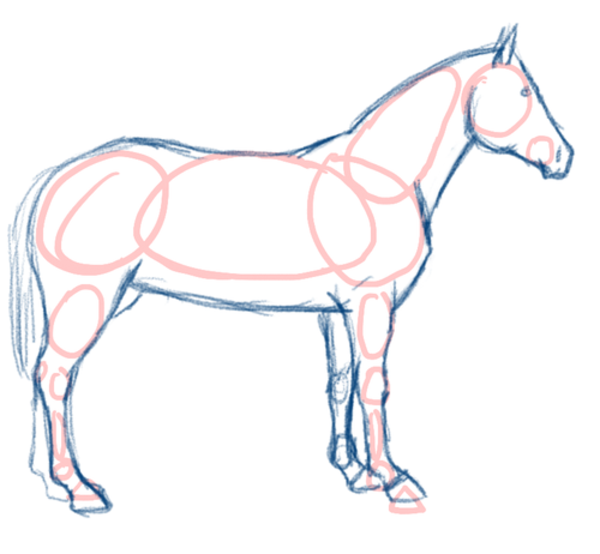 600x554 view topic - Basic Horse Drawing