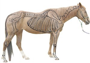 300x210 basic horse anatomy for equine owners - Basic Horse Drawing