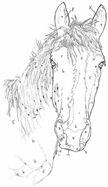 219x380 Ever Wanted To Draw A Horse The Equinest - Basic Horse Drawing