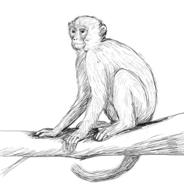 600x600 How To Draw A Monkey - Basic Monkey Drawing