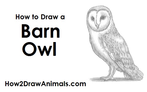 Basic Owl Drawing at PaintingValley.com | Explore collection of Basic ...