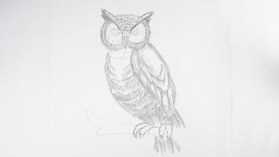 550x309 How To Draw An Owl Steps - Basic Owl Drawing