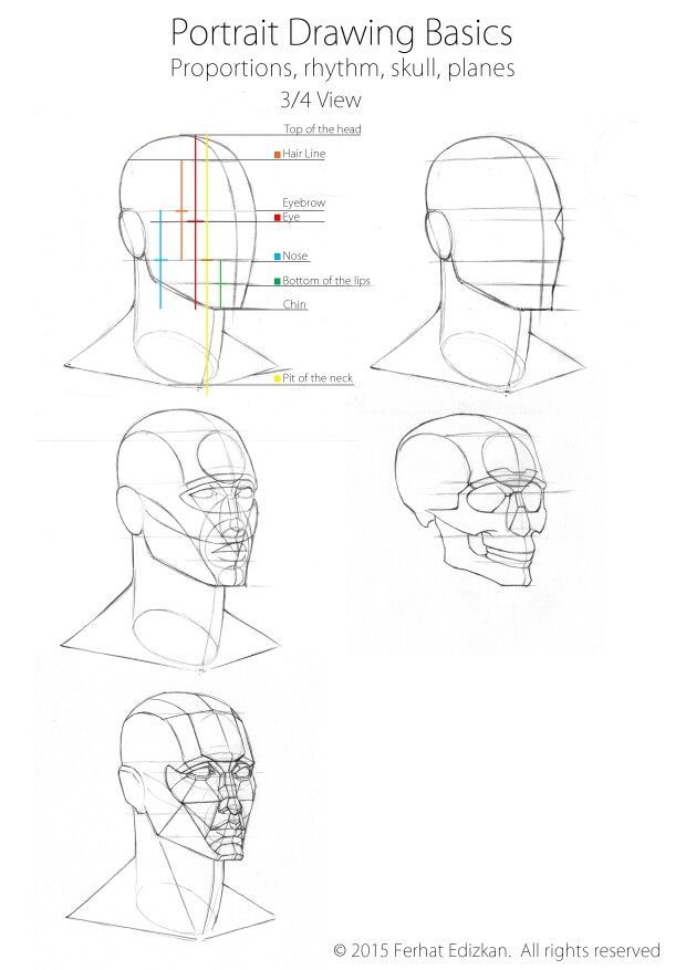 620x877 Portrait Drawing Basics, Three Quarter View References - Basic Portrait Drawing