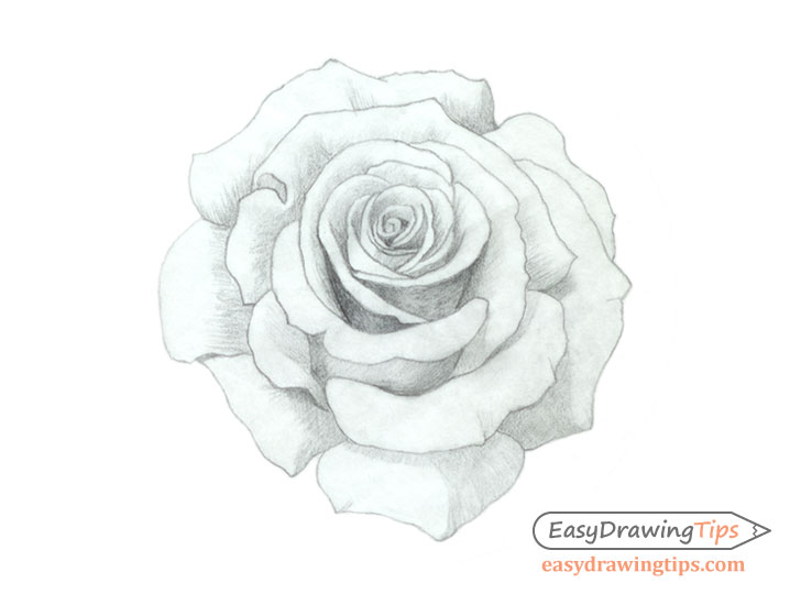 728x540 How To Draw A Rose Step - Basic Rose Drawing