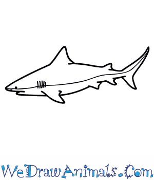 300x350 How To Draw A Bull Shark - Basic Shark Drawing