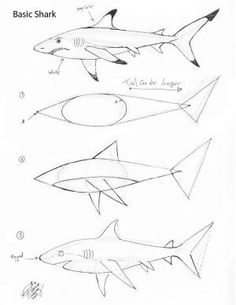 236x305 How To Draw Step - Basic Shark Drawing