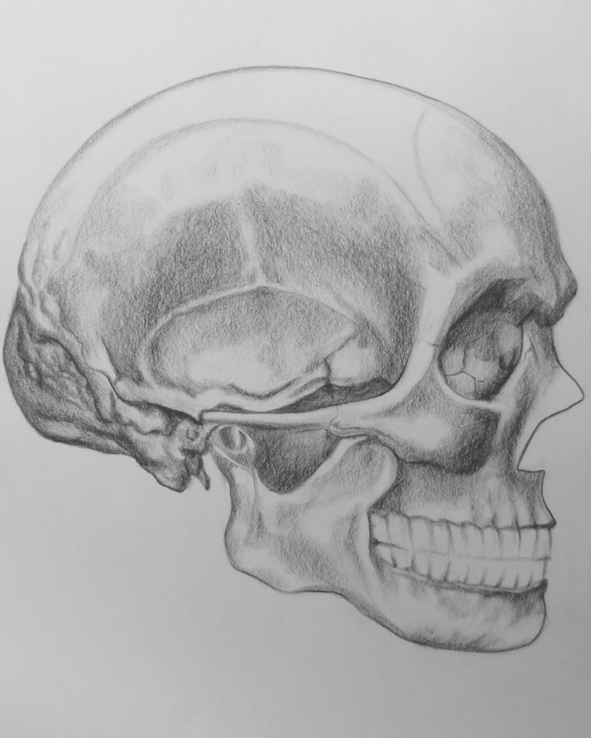 1200x1497 mildredwilson art - Basic Skull Drawing