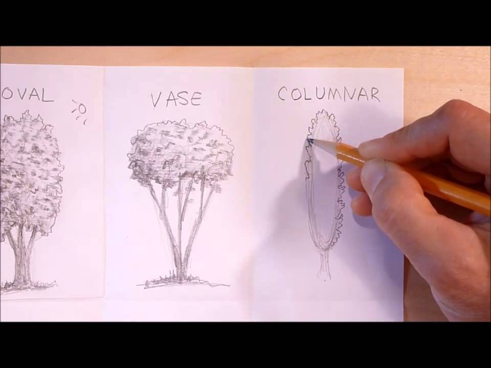 960x720 How To Draw Basic Tree Shapes - Basic Tree Drawing