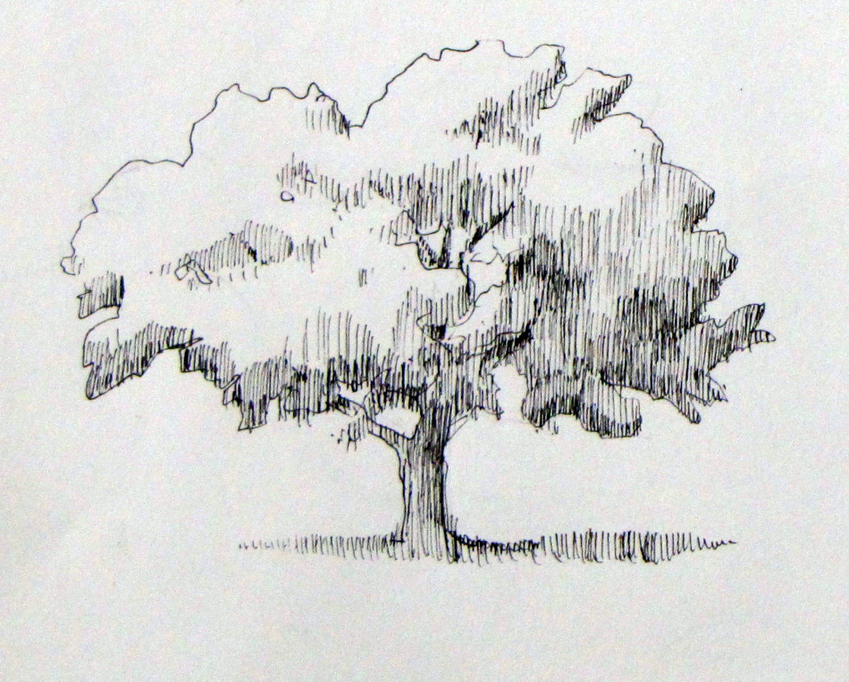 Basic Tree Drawing at PaintingValley.com | Explore collection of Basic ...