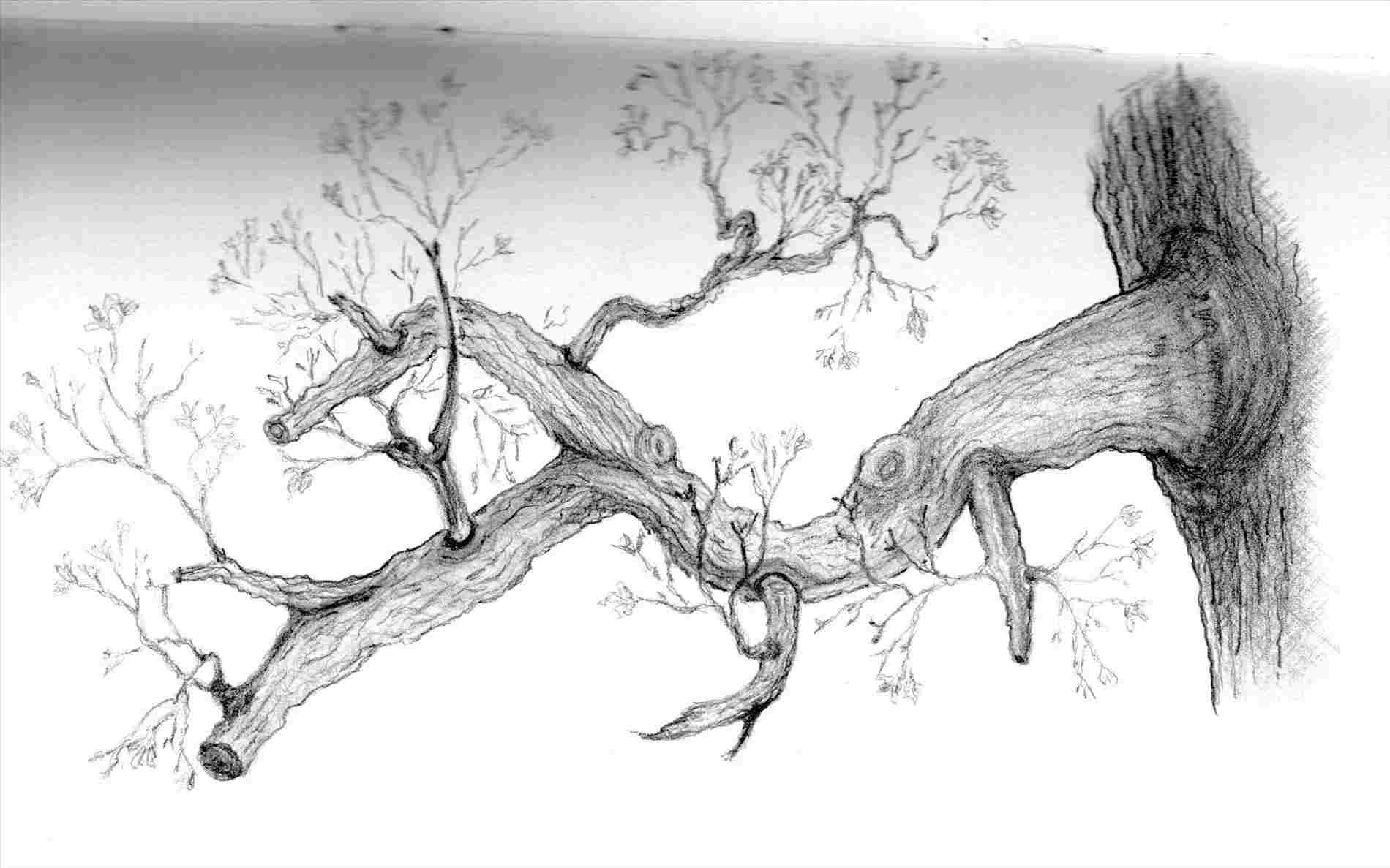 1900x1187 tree drawing rhmybigblackclockcom basic ubisaferhubisafeorg basic - Basic Tree Drawing