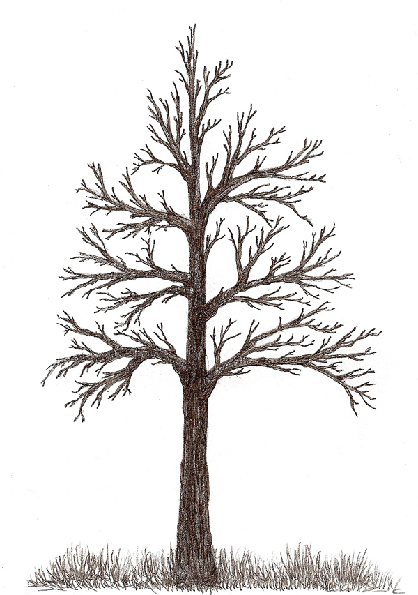 600x853 Bella Dia To Draw A Tree - Basic Tree Drawing