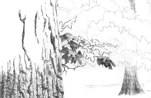 500x325 Drawing Tree Foliage, Pen And Ink Art Tutorial - Basic Tree Drawing