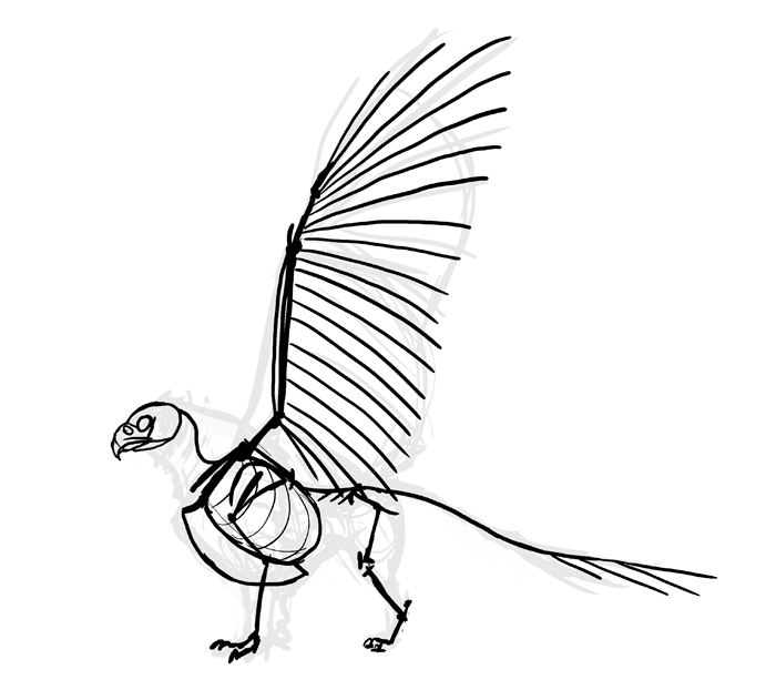 700x631 How To Draw A Griffin - Basic Turkey Drawing