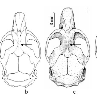 320x320 some basic external and cranial dimensions of c gud from turkey - Basic Turkey Drawing