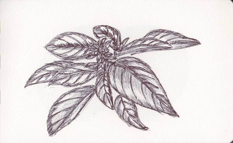 770x474 ballpen thai basil drawing - Basil Drawing