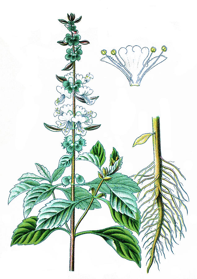 636x900 basil, thai basil, or sweet basil, ocimum basilicum drawing - Basil Drawing