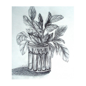300x300 basil drawing - Basil Drawing