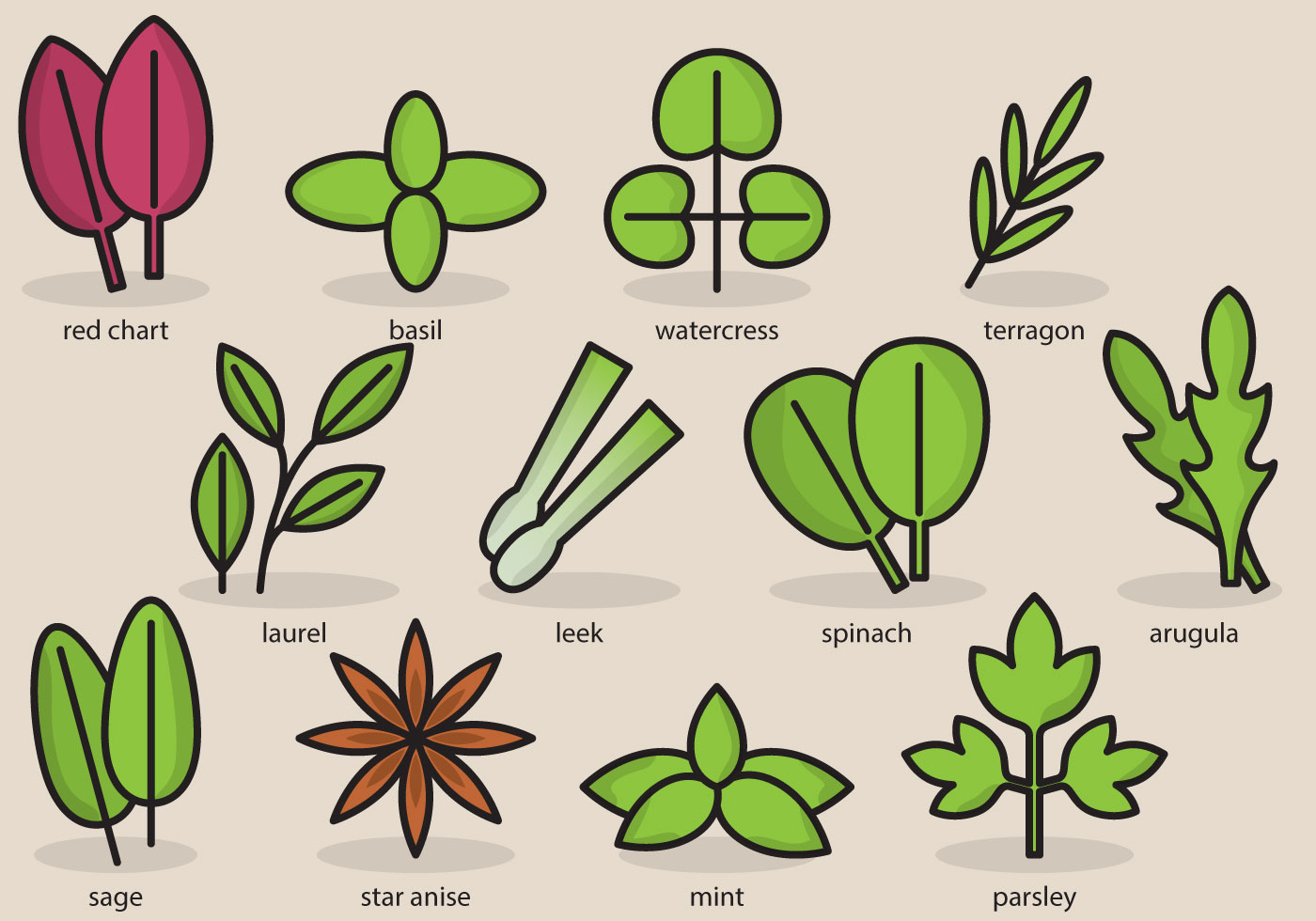 1400x980 basil free vector art - Basil Drawing