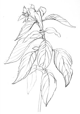 280x400 basil drawing free download - Basil Drawing