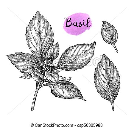 450x428 basil ink sketch basil set ink sketch isolated on white - Basil Drawing
