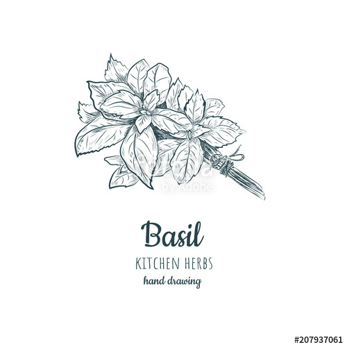 500x500 basil sketch hand drawing stock image and royalty free vector - Basil Drawing