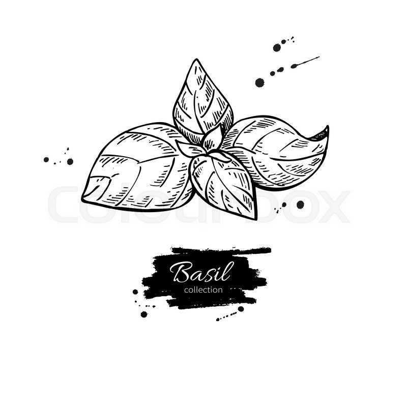 800x800 basil vector drawing isolated basil stock vector colourbox - Basil Drawing