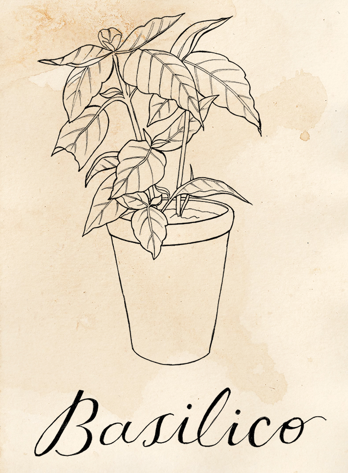 712x967 basil drawing challenge jennifer magno graphic design - Basil Drawing
