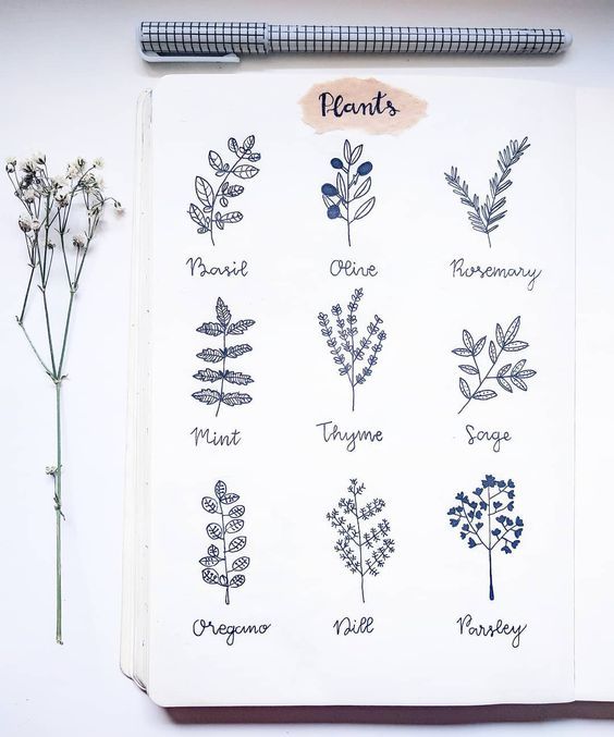 564x677 bullet journal plant drawing ideas, basil drawing, olive drawing - Basil Drawing