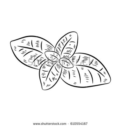 399x417 download free png basil drawing isolated on wh - Basil Drawing